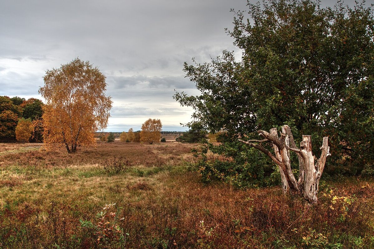 Landschaft in der Lüneburger Heide im Landkreis Heidekreis